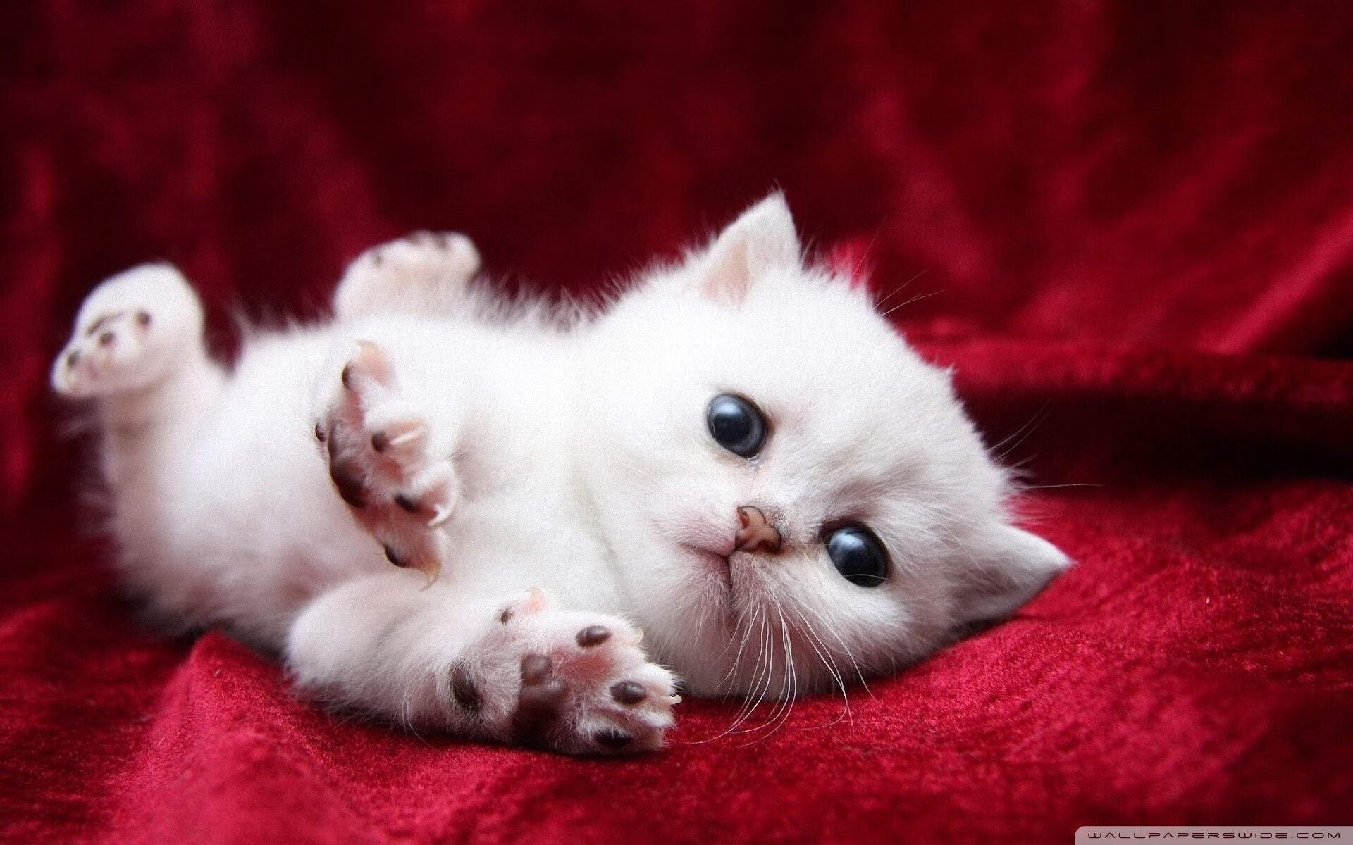 F1新赛季揭幕战之夜,福登统治全场,新一代车王的崛起之夜