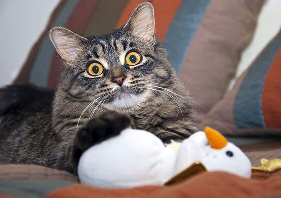 菜鸟爆冷拯救大帝!文班亚马29+9打崩魔术,76人找到最后拼图?